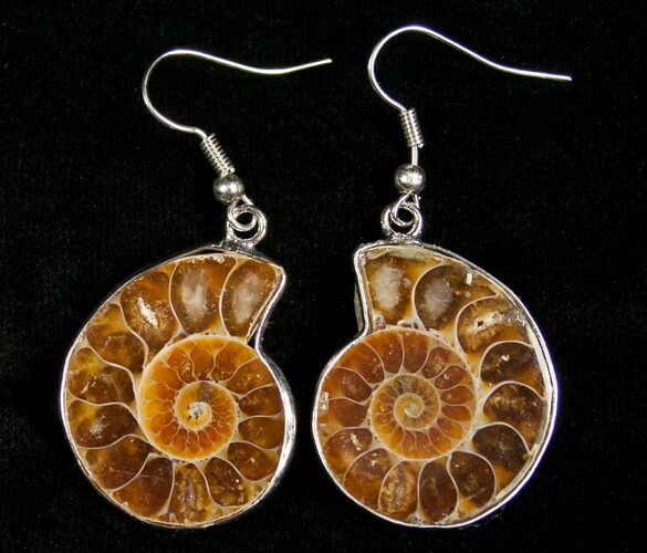 Ammonite Earrings #4512